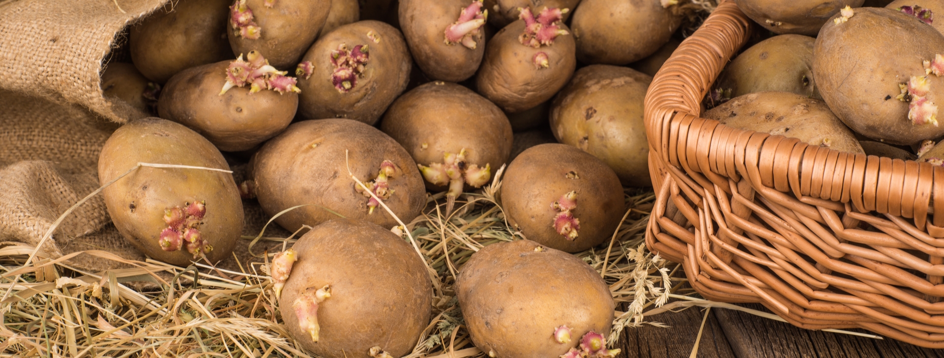 SEED POTATOES NOW IN!<br />
Available in store & online
