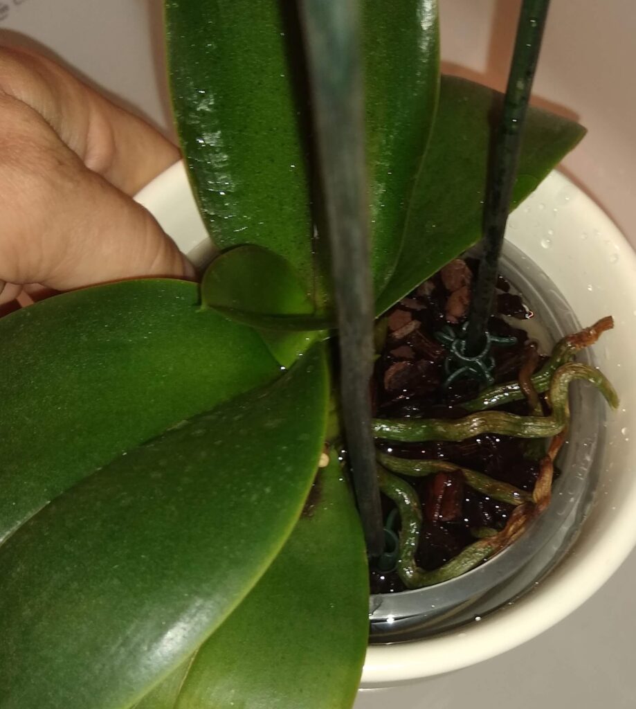 phalaenopsis orchid care - watering