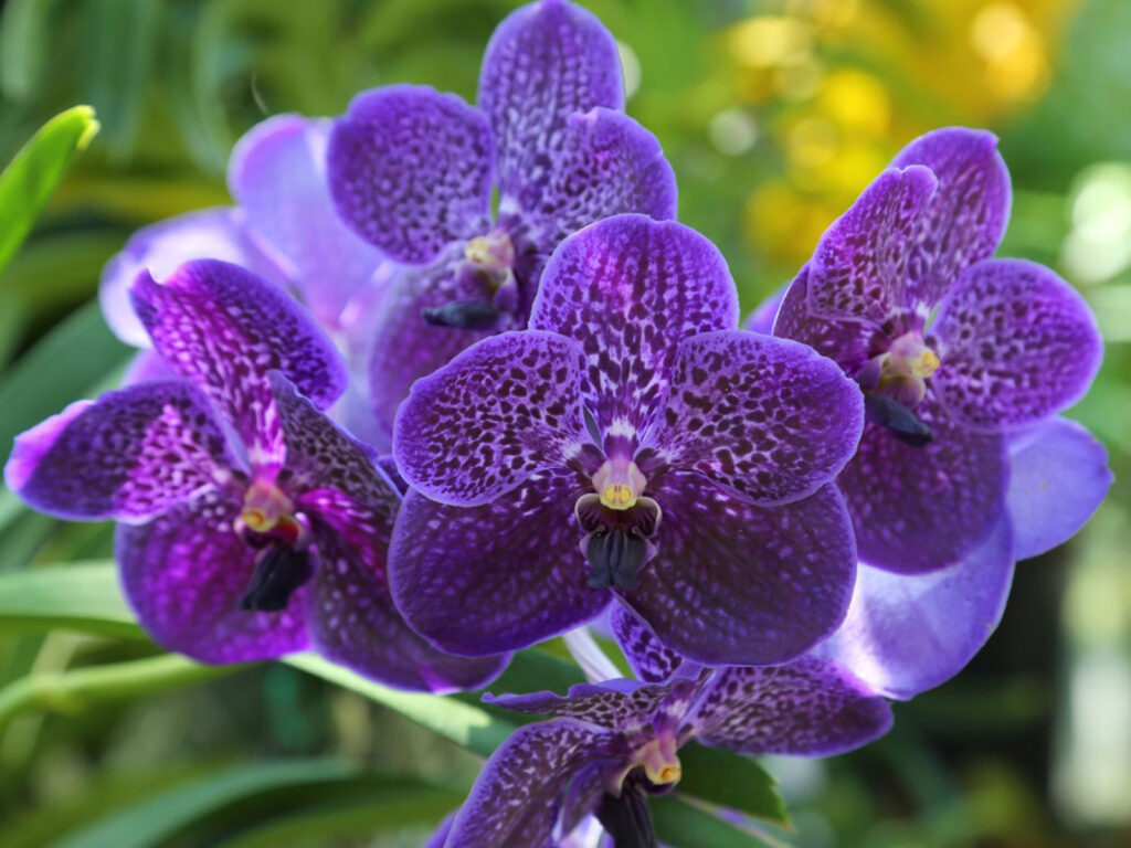 Vanda Orchids - Earlswood Garden Centre & Cafe Guernsey