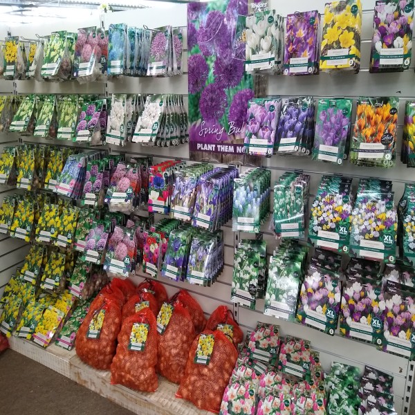 SPRING FLOWERING BULBS FOR SALE AT EARLSWOOD GARDEN CENTRE GUERNSEY