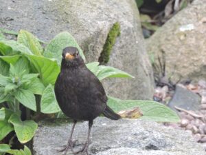 blackbird in a garden feeding on bird feeders from earlswood garden centre