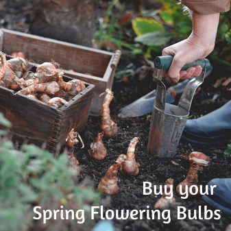 september gardening tips -plant Spring flowering bulbs with earlswood garden centre